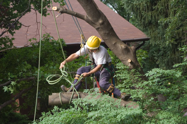 Best Tree and Shrub Care  in USA